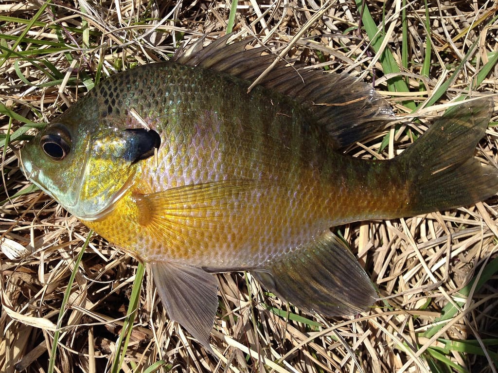 Ein Angler hält einen farbenprächtigen Bluegill, gefangen am krautigen Ufer eines Teichs